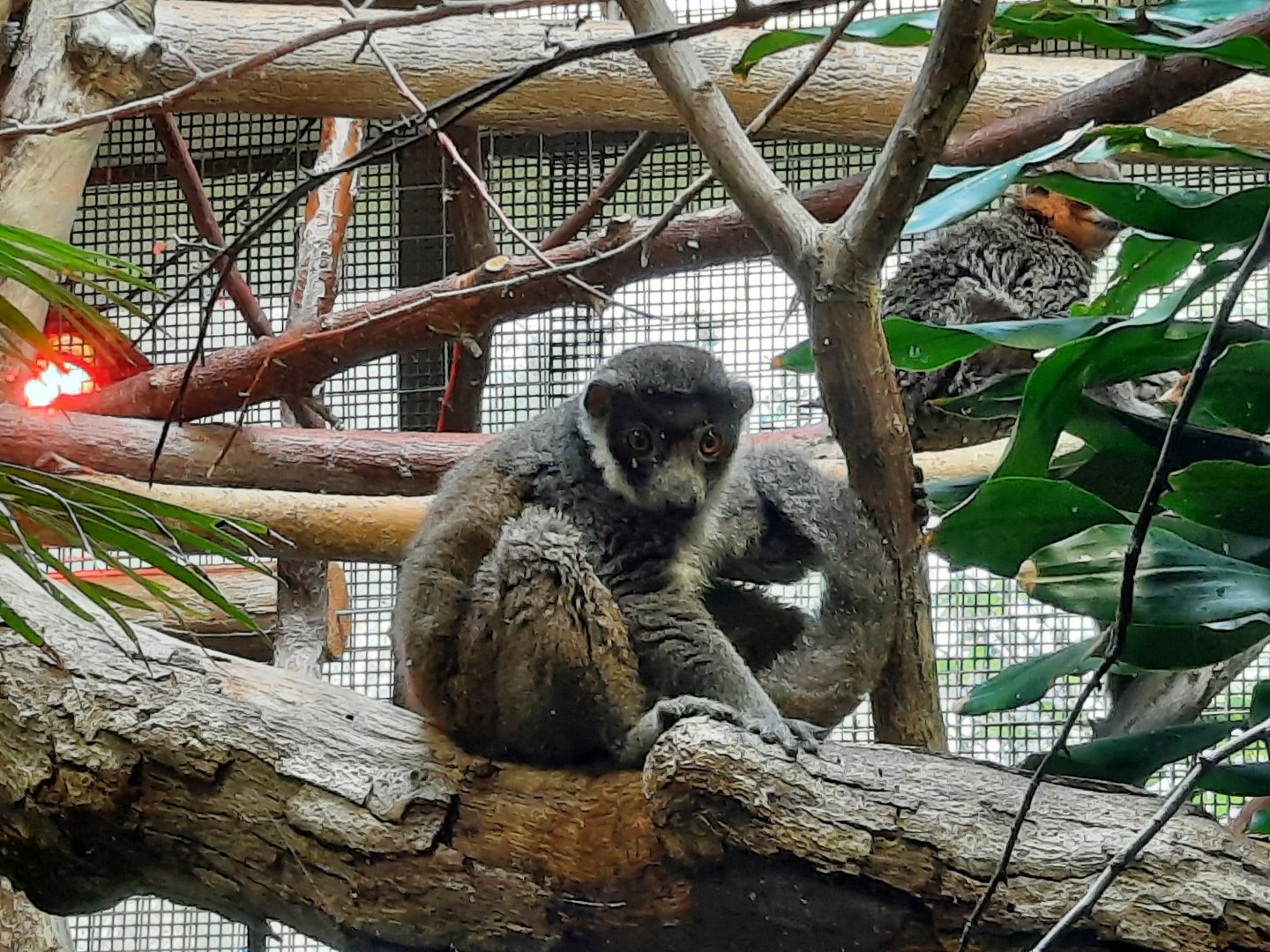 Mongoose Lemur