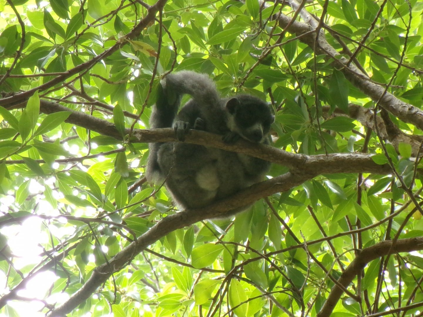 Mongoose lemur