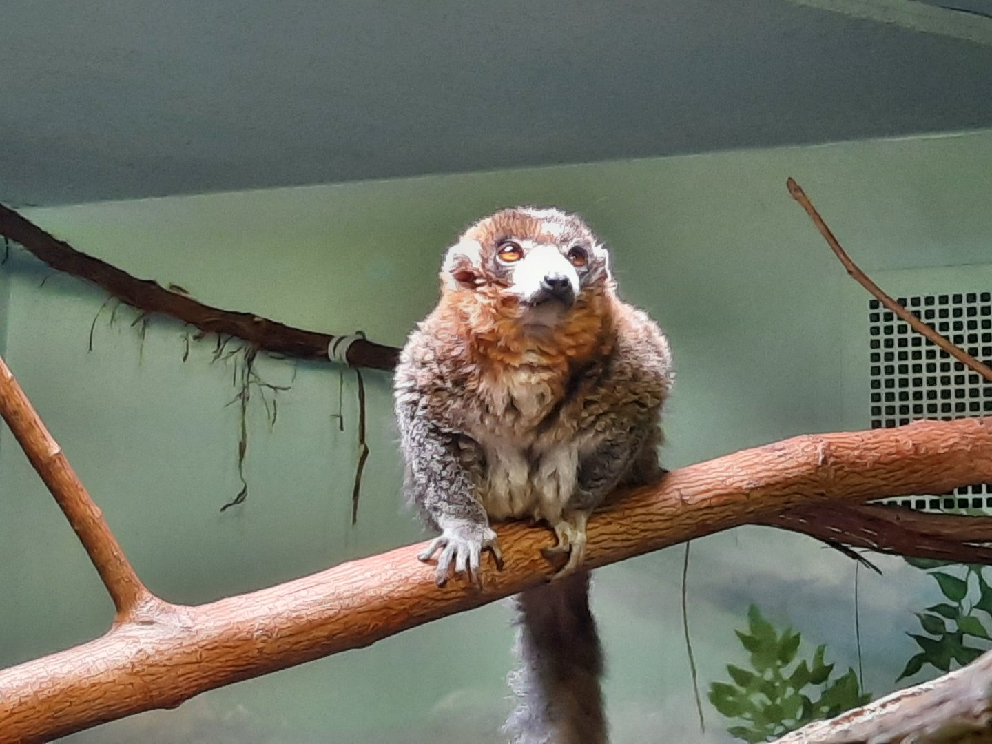 Mongoose Lemur