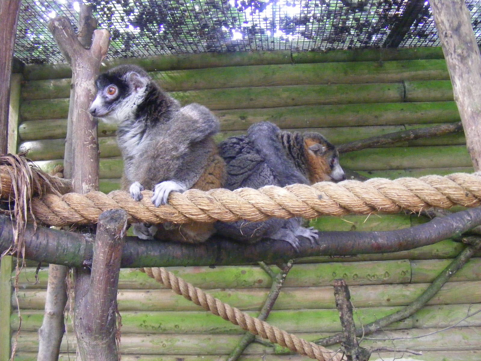 Mongoose lemurs at Dudley Zoo, 28 August 2010