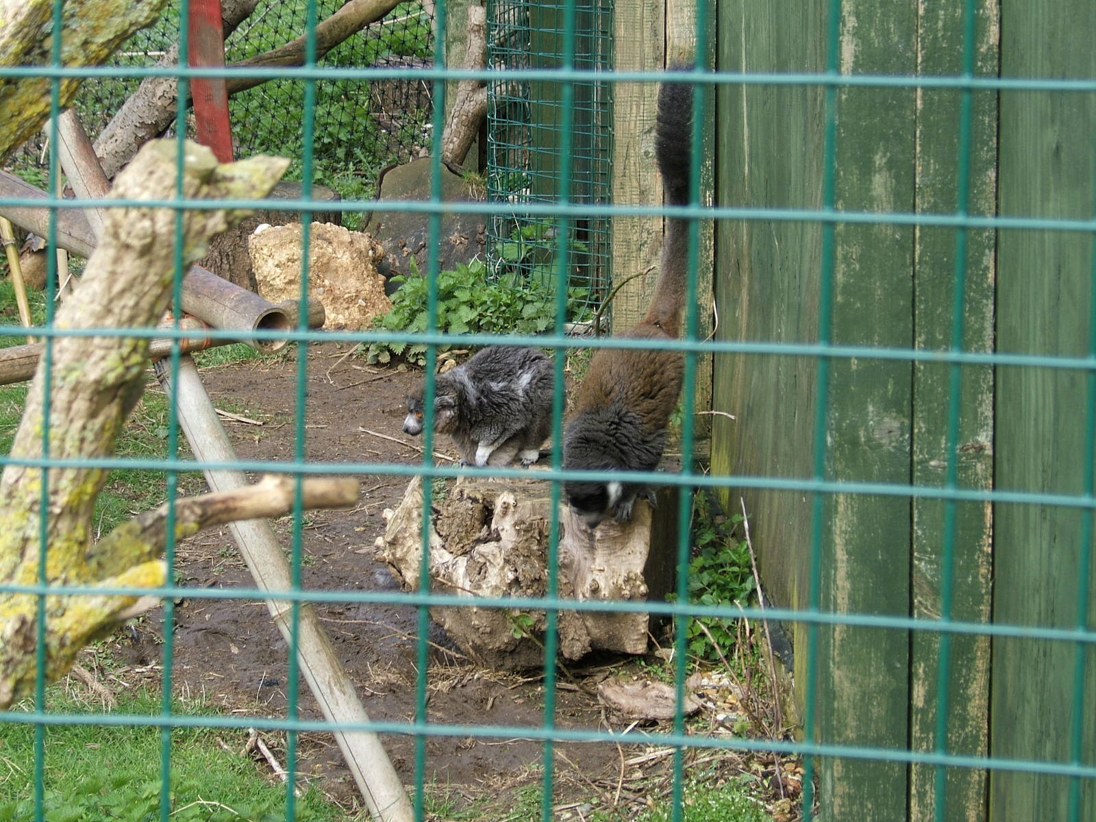 Mongoose lemurs at Isle of Wight Zoo, 5 April 2010