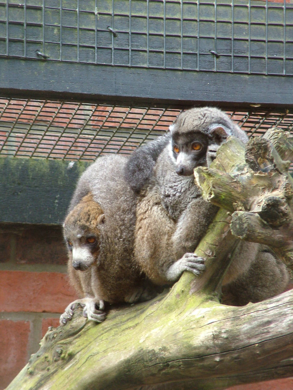 Mongoose Lemurs at Linton 05/04/10