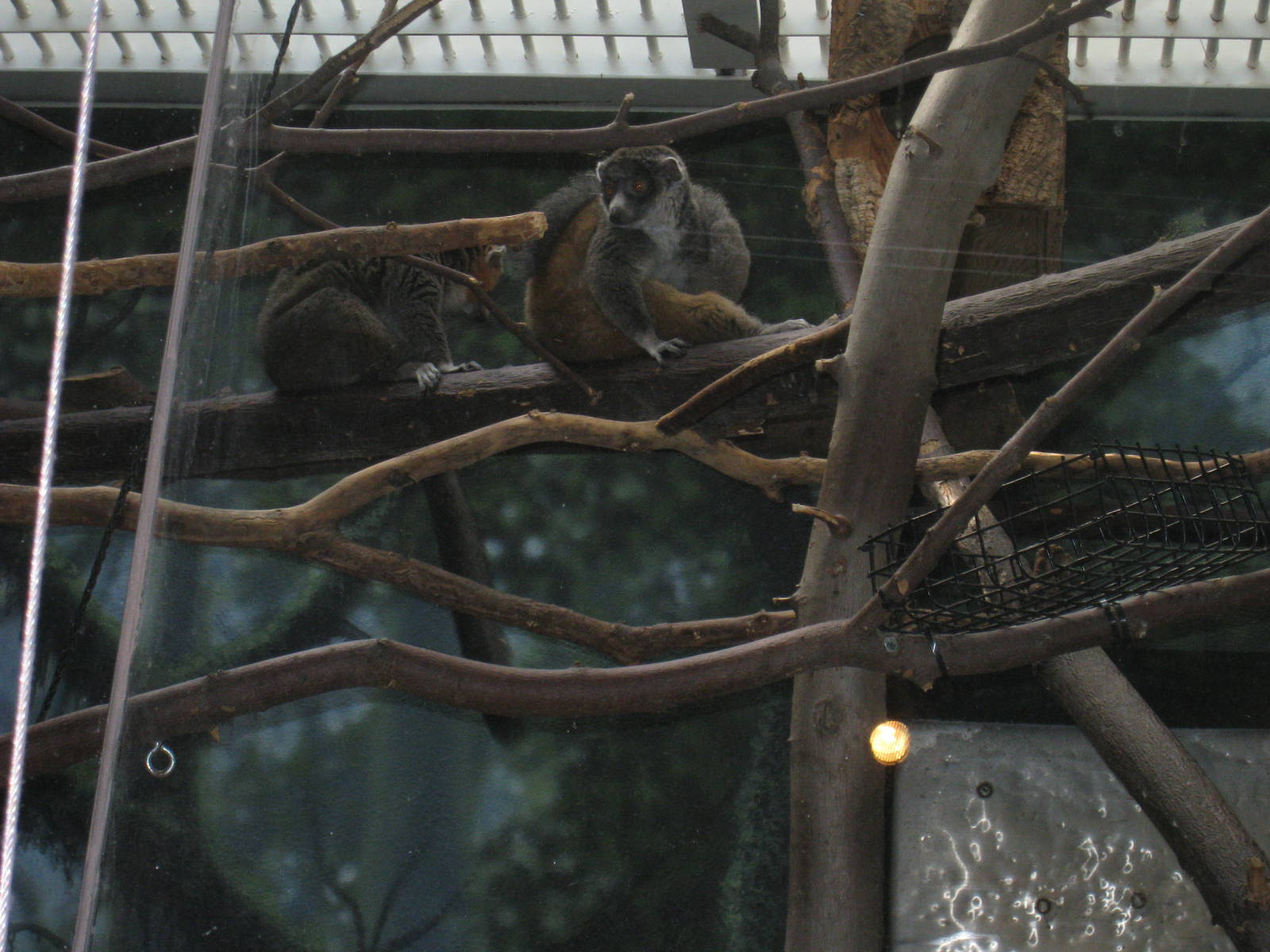 Mongoose Lemurs