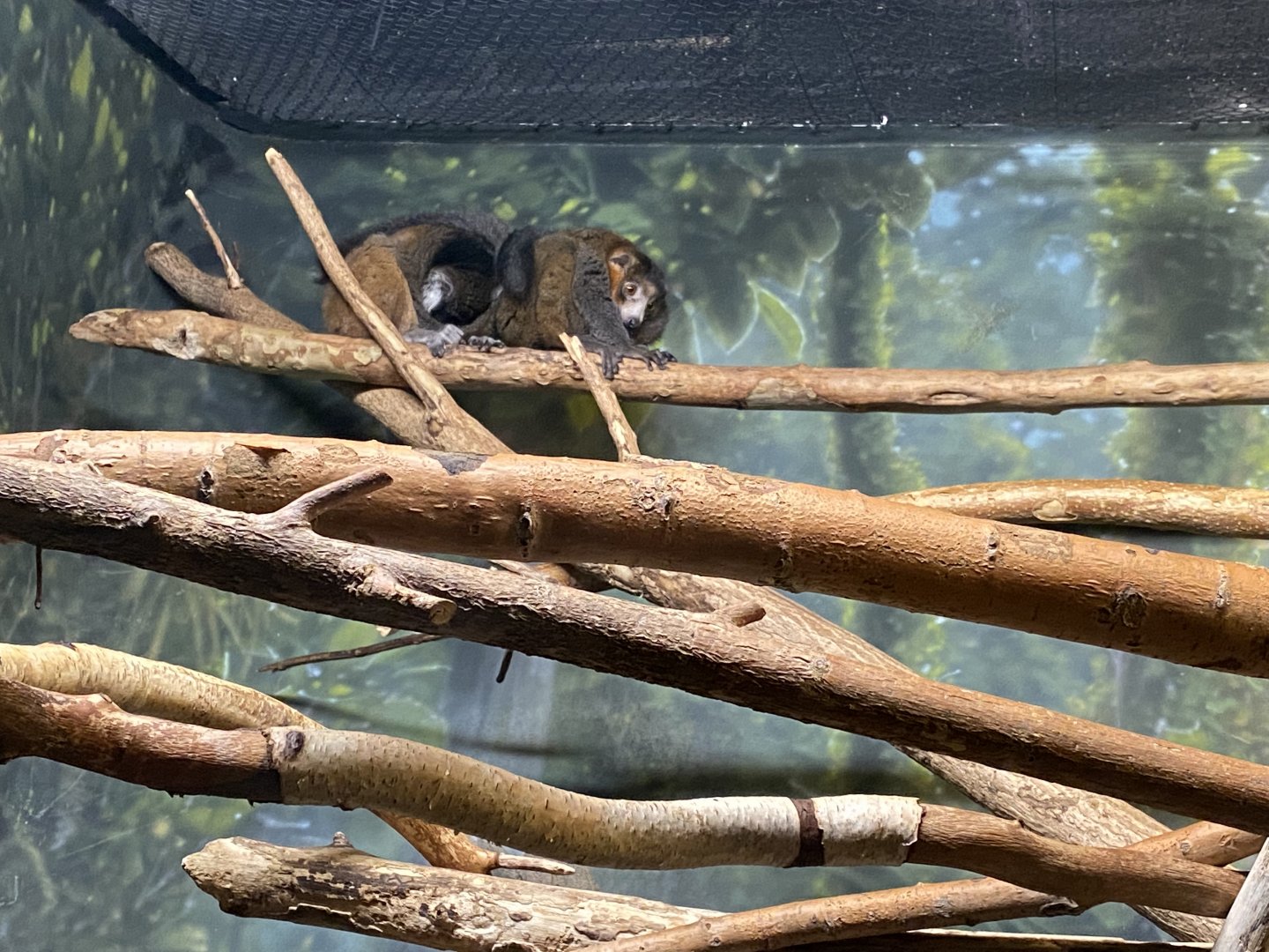Mongoose Lemurs
