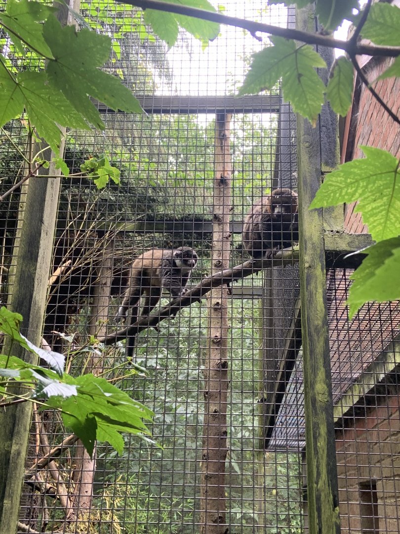 Mongoose lemurs