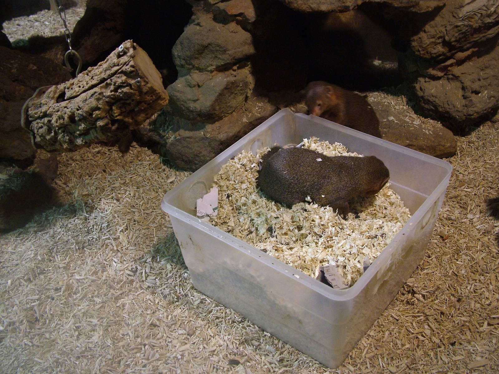 Mongoose Lucky Dip at Whipsnade 08/05/11