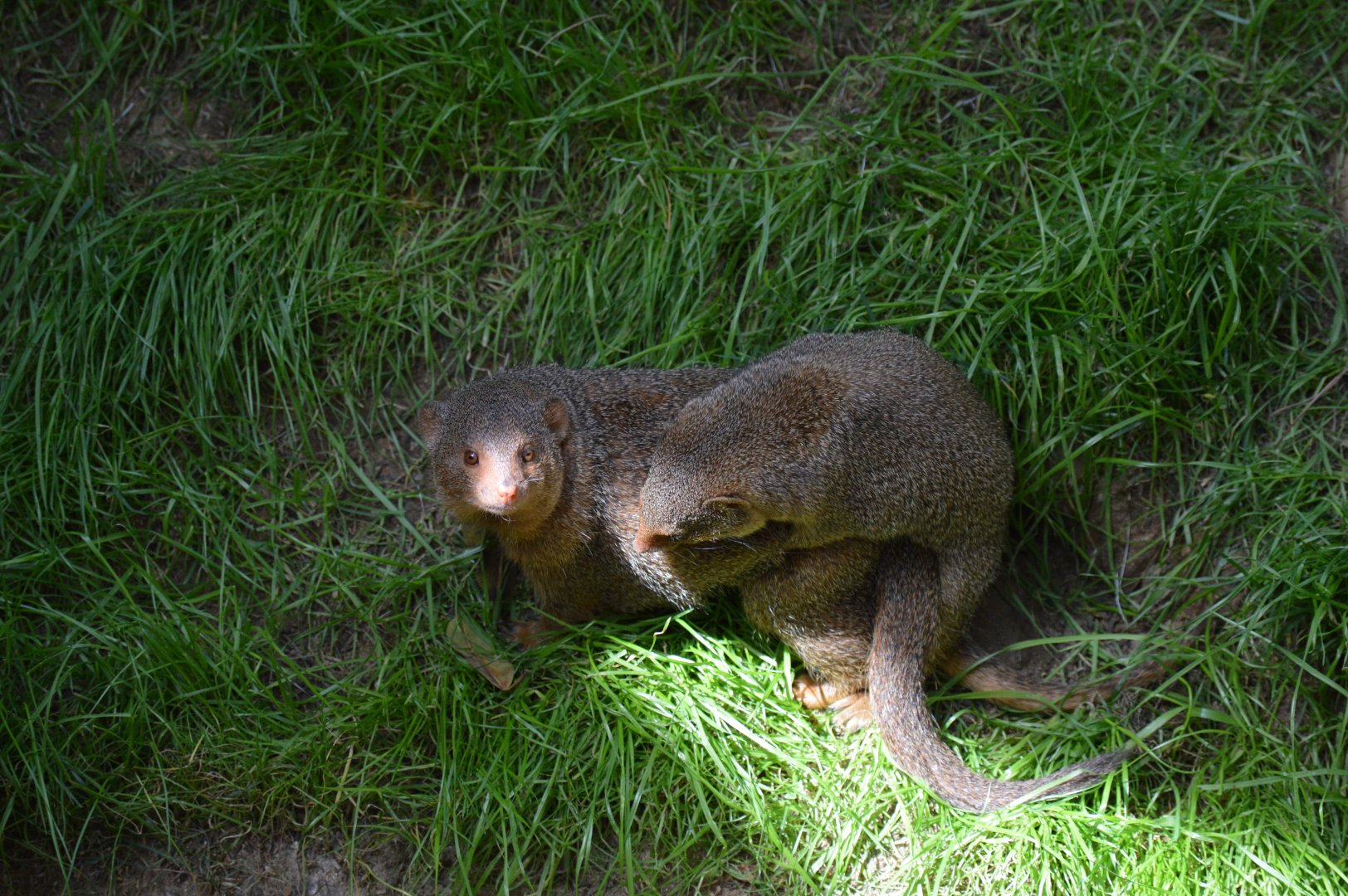 Mongoose making Mongeese