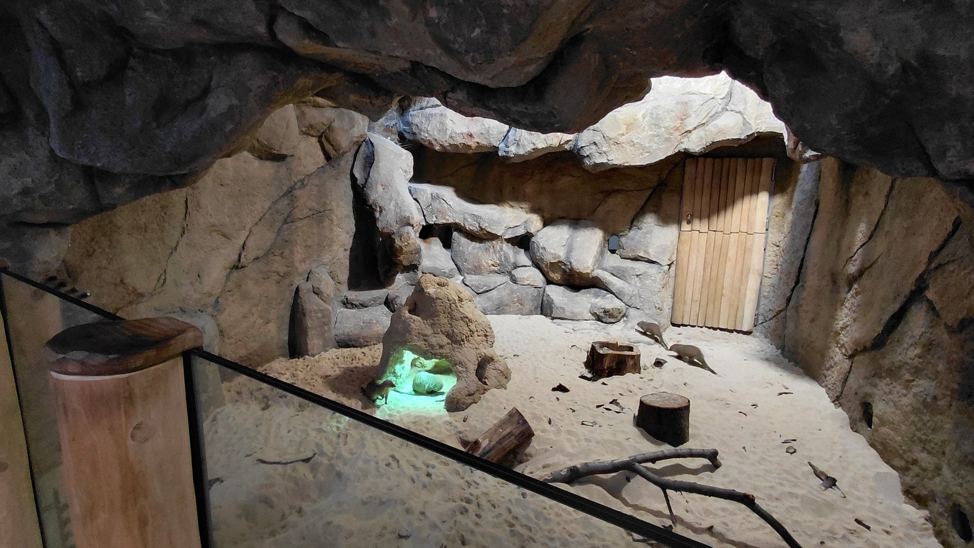 Mongoose + porcupine exhibit