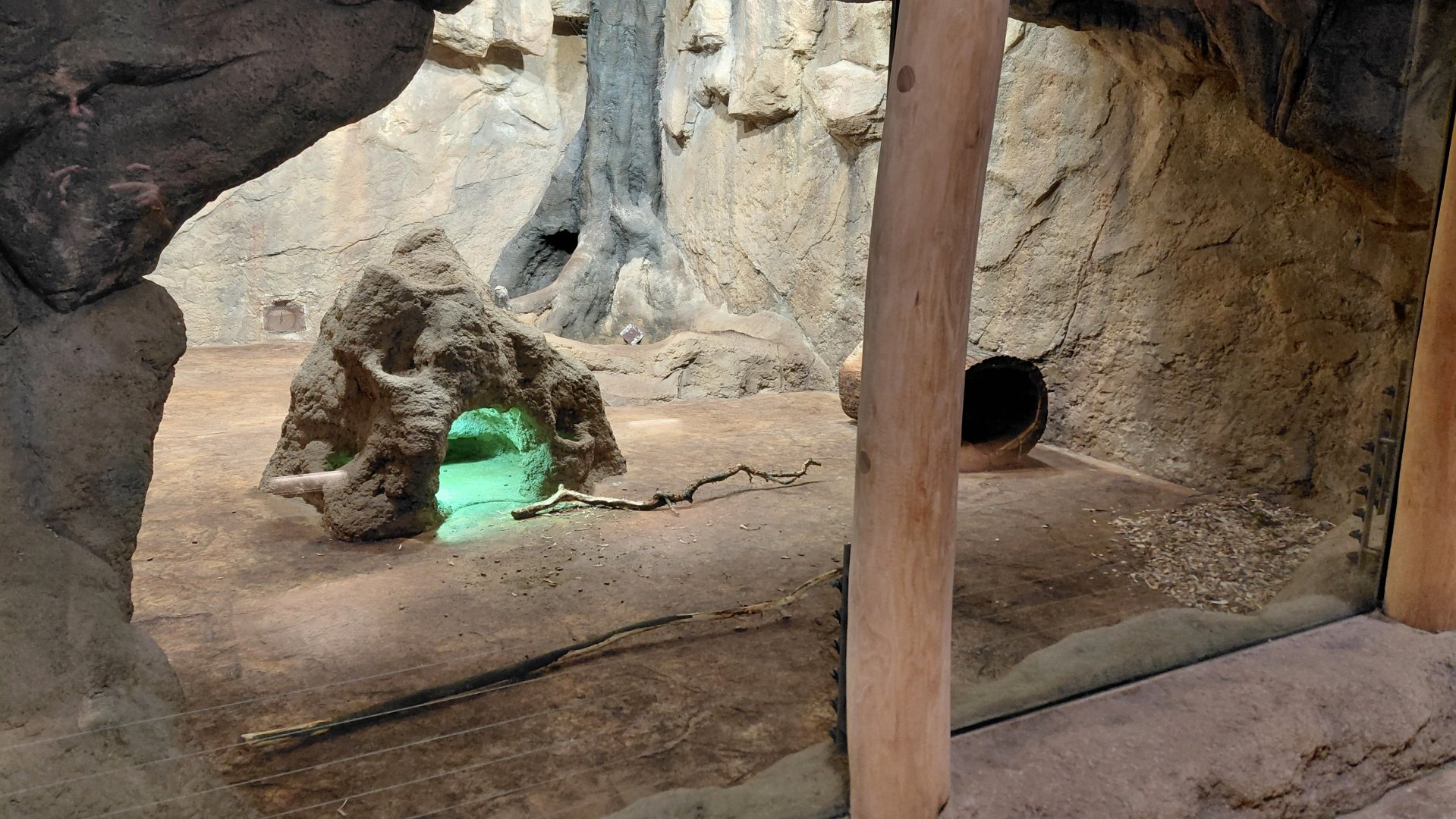 Mongoose + porcupine exhibit