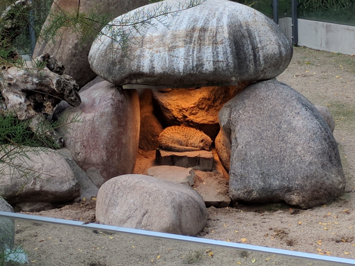 Mongoose shelter