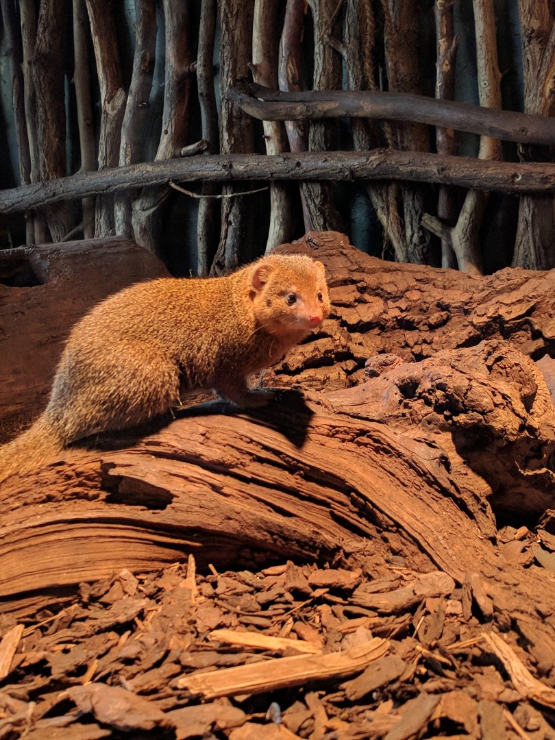 Mongoose Zoo Praha 2018