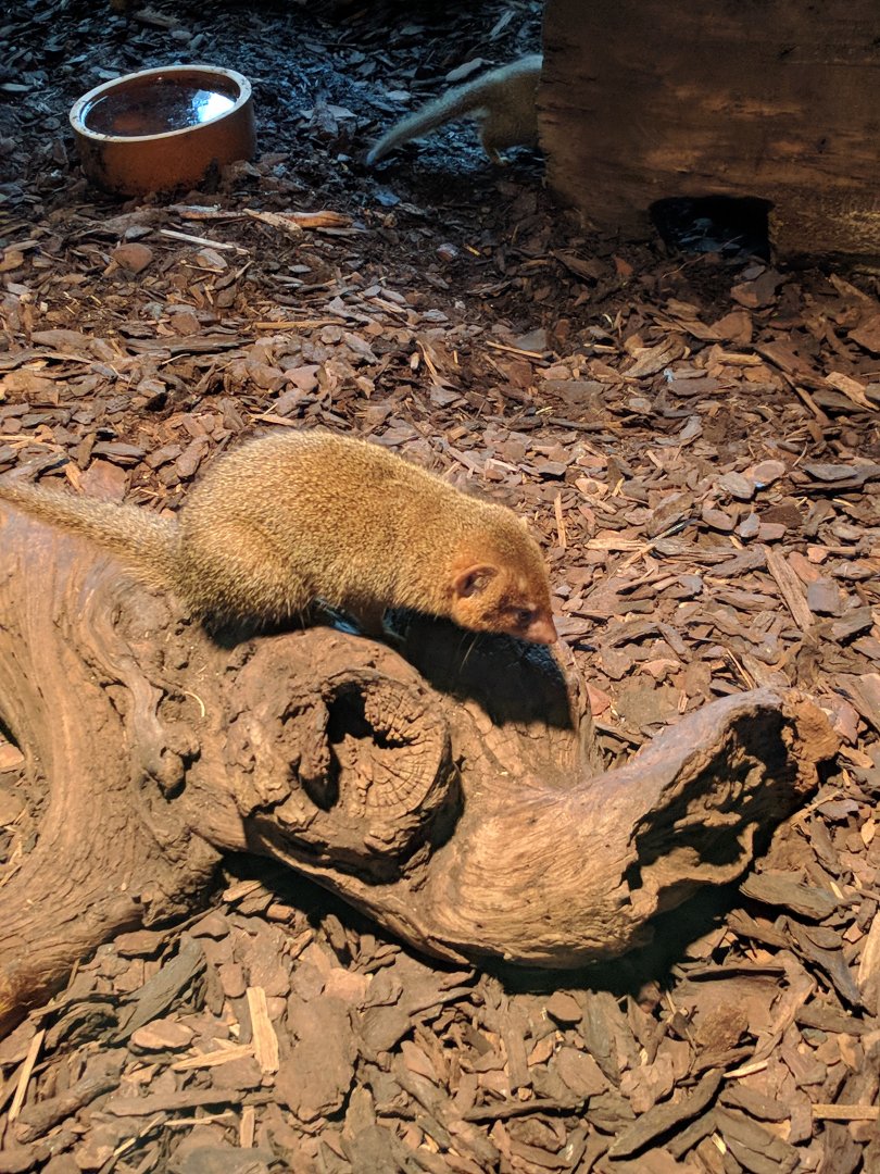 Mongoose Zoo Praha 2018