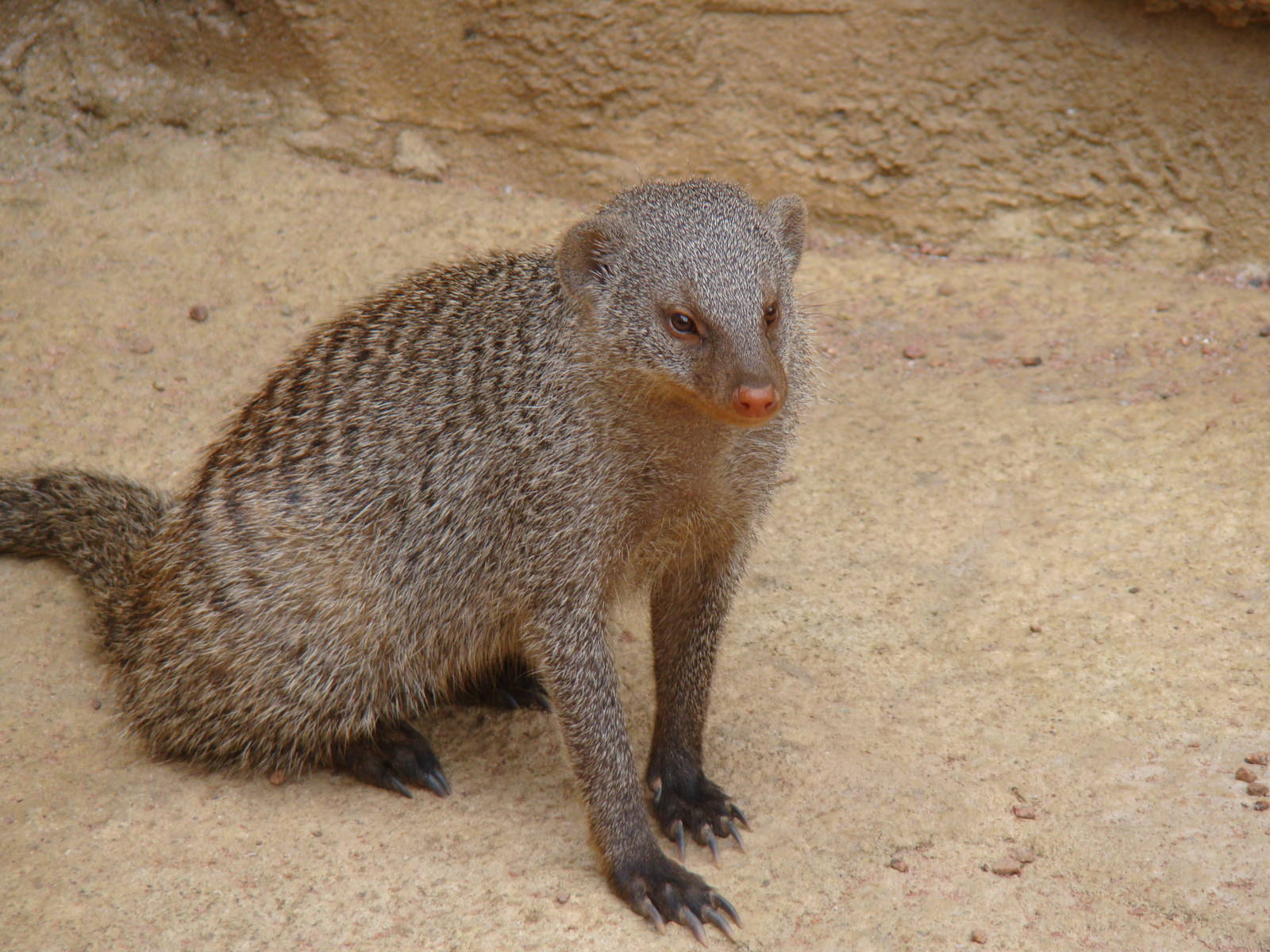 Mongoose