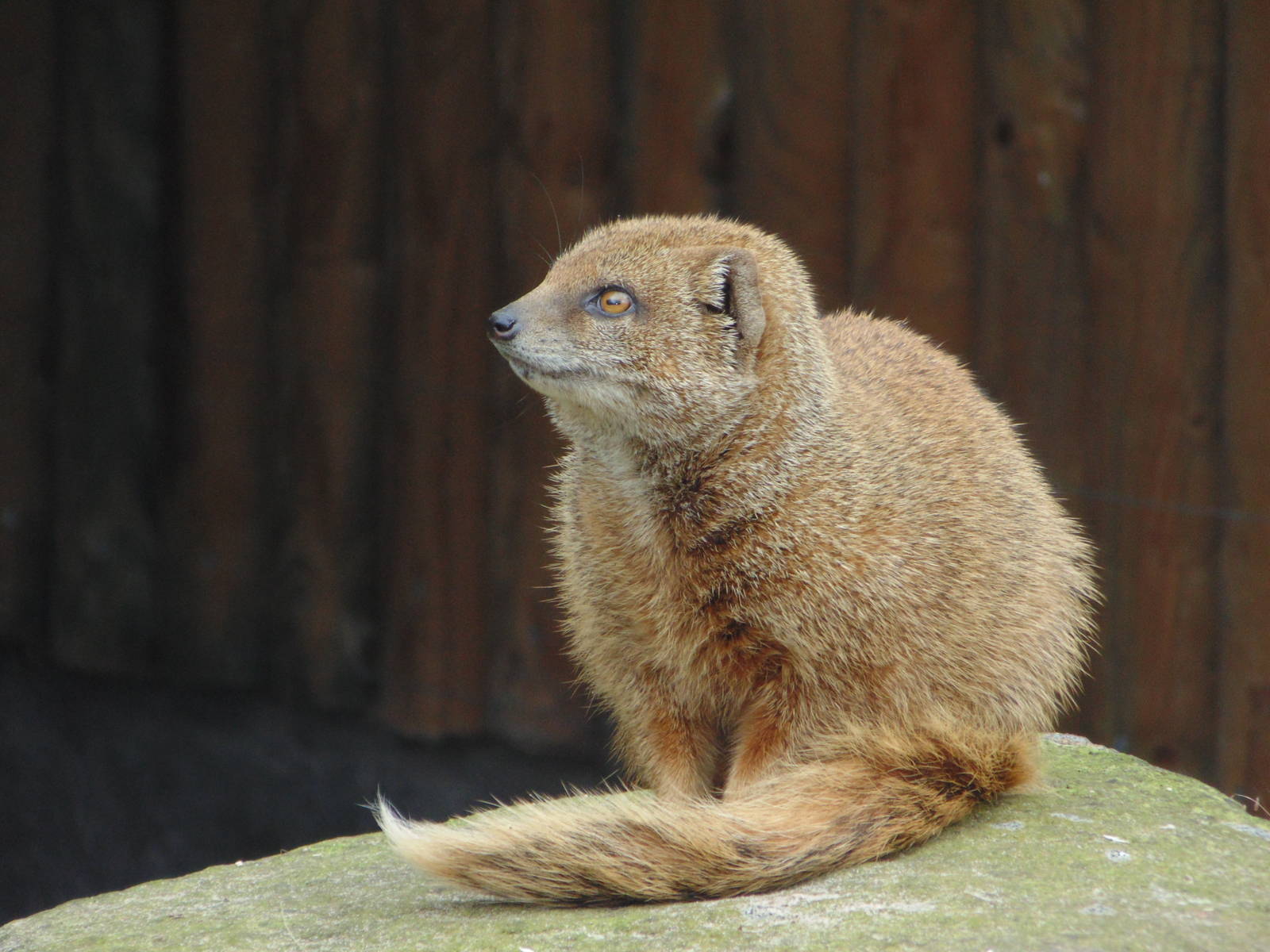 Mongoose