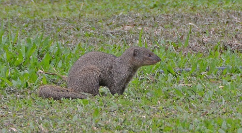Mongoose
