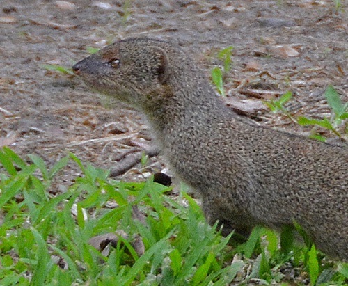 Mongoose