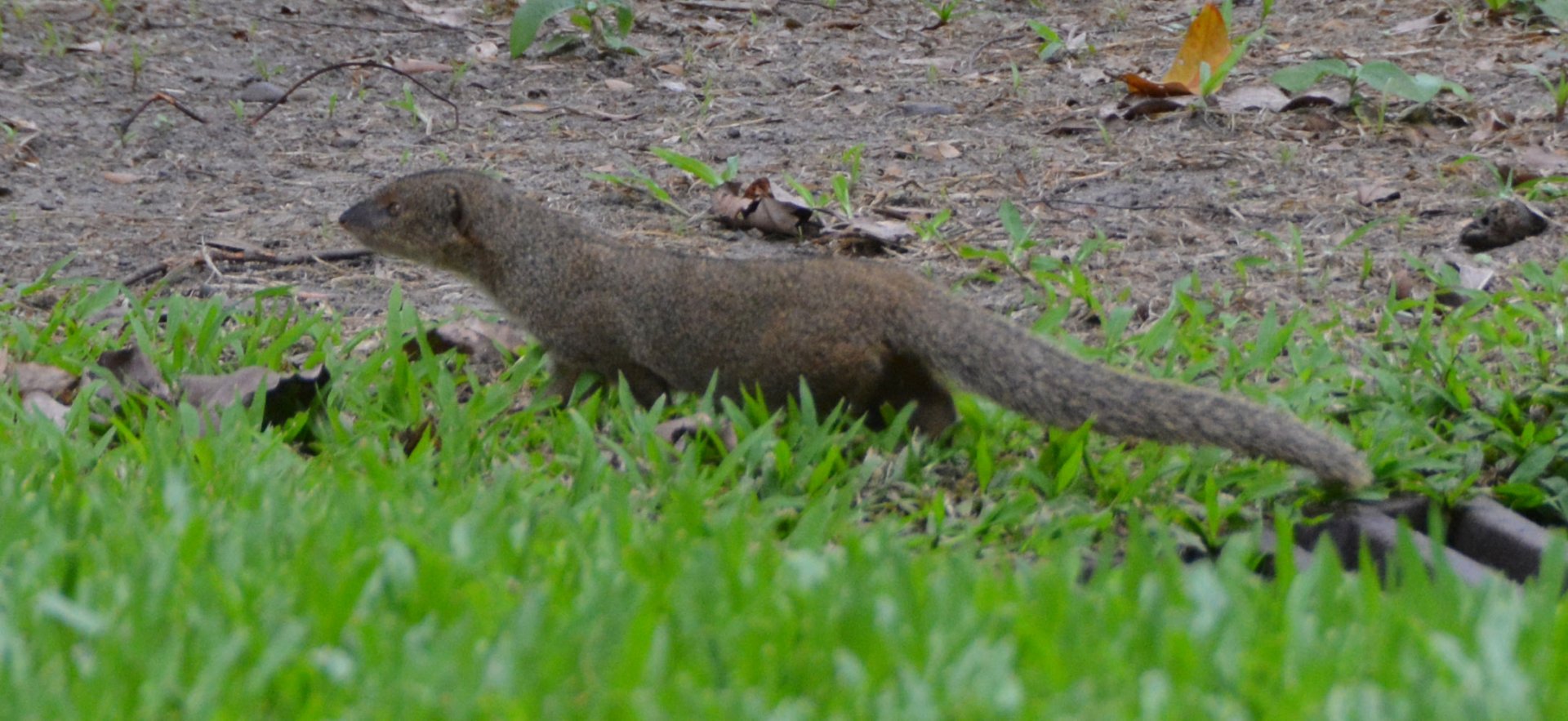 Mongoose