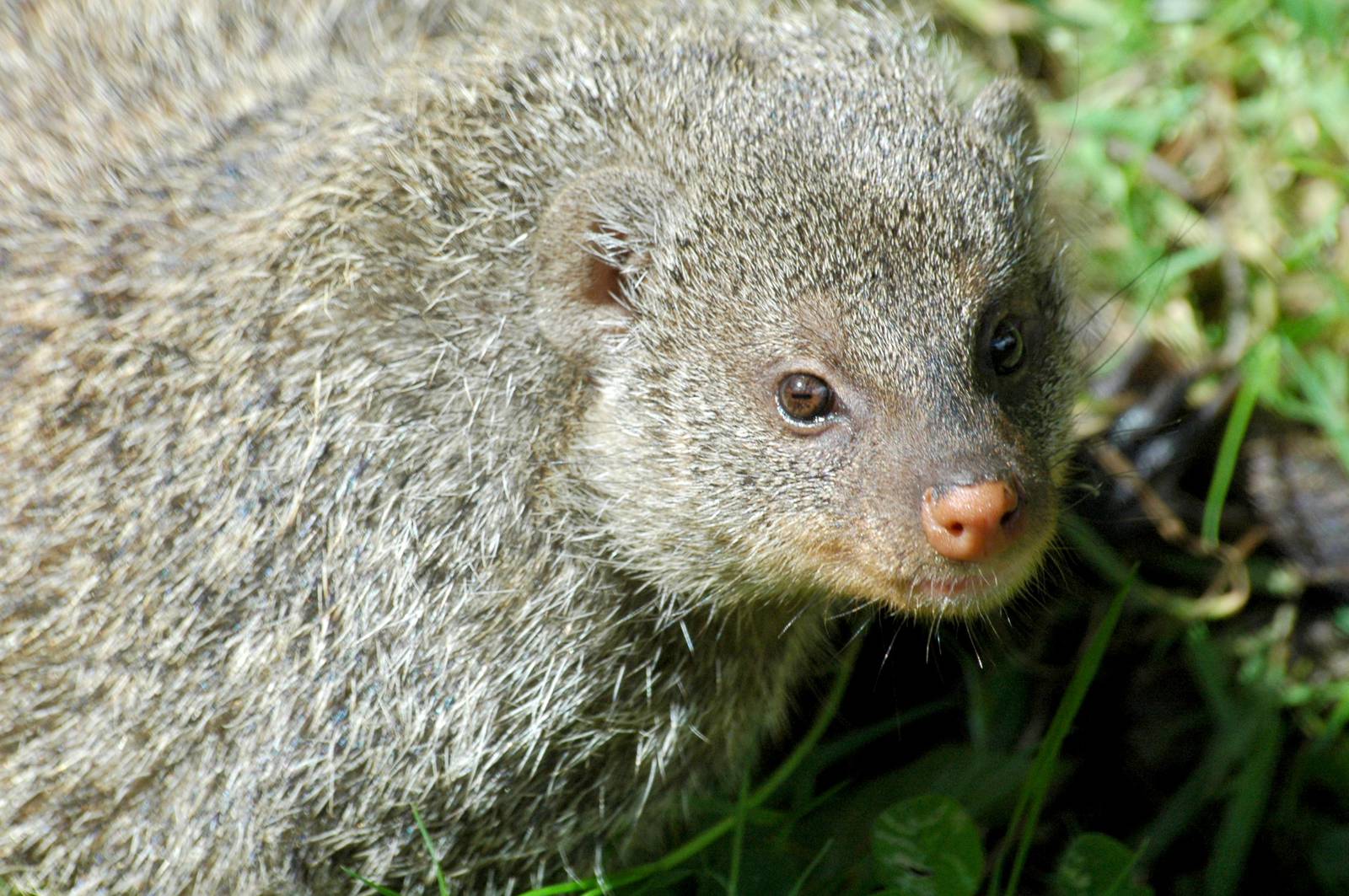 Mongoose