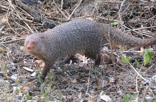 Mongoose