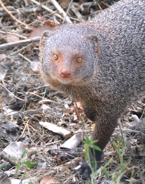 Mongoose