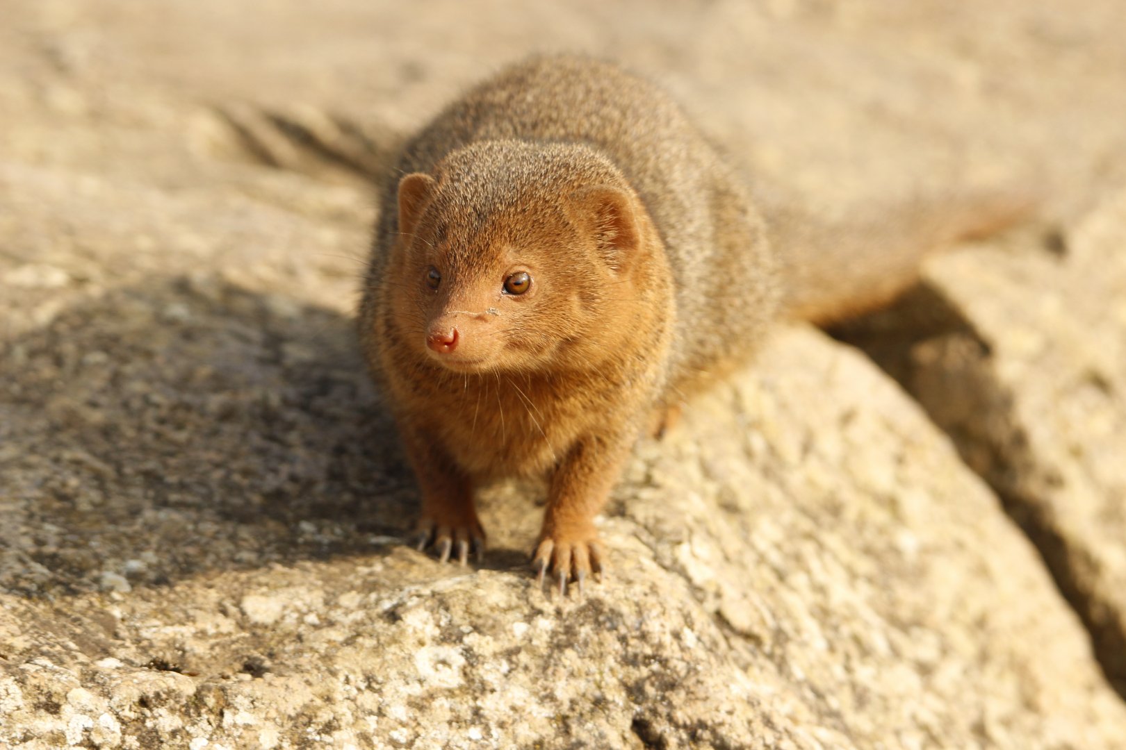 Mongoose
