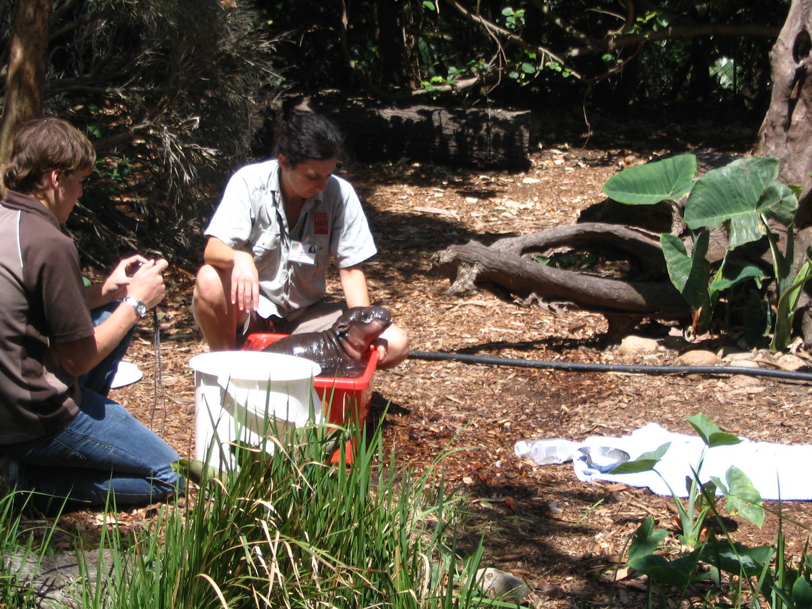 monifa, taronga zoo's baby pygmy hippo. taronga holds 1.2.1. another breedi