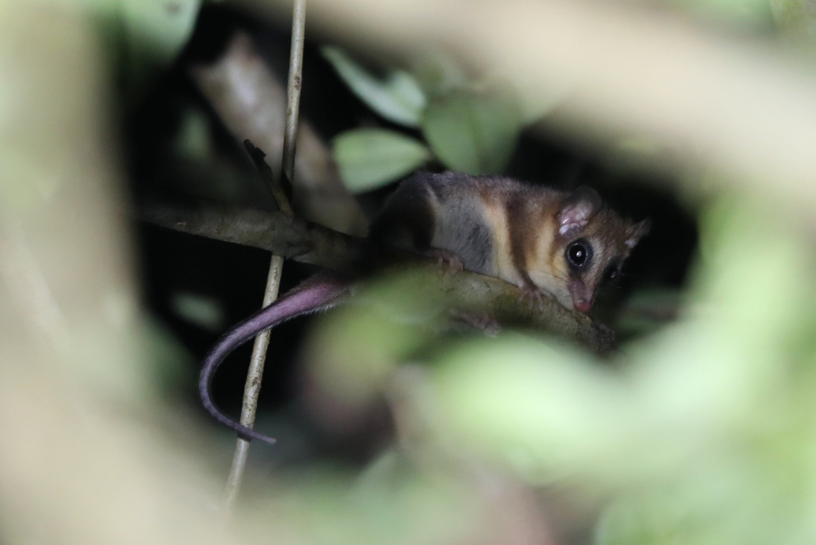 Monito del Monte (Dromiciops gliroides)!!!