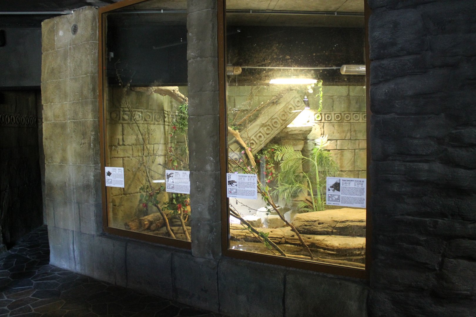 Monitor - Caiman - Turtle enclosure