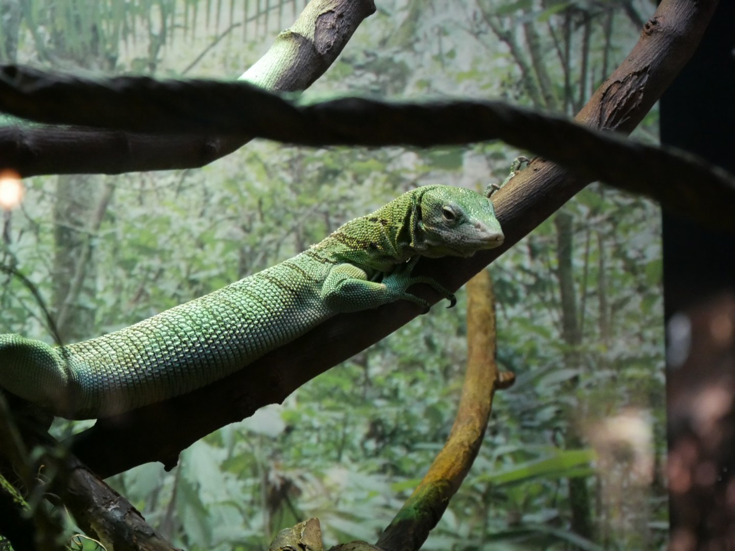 Monitor ID (Asian section)