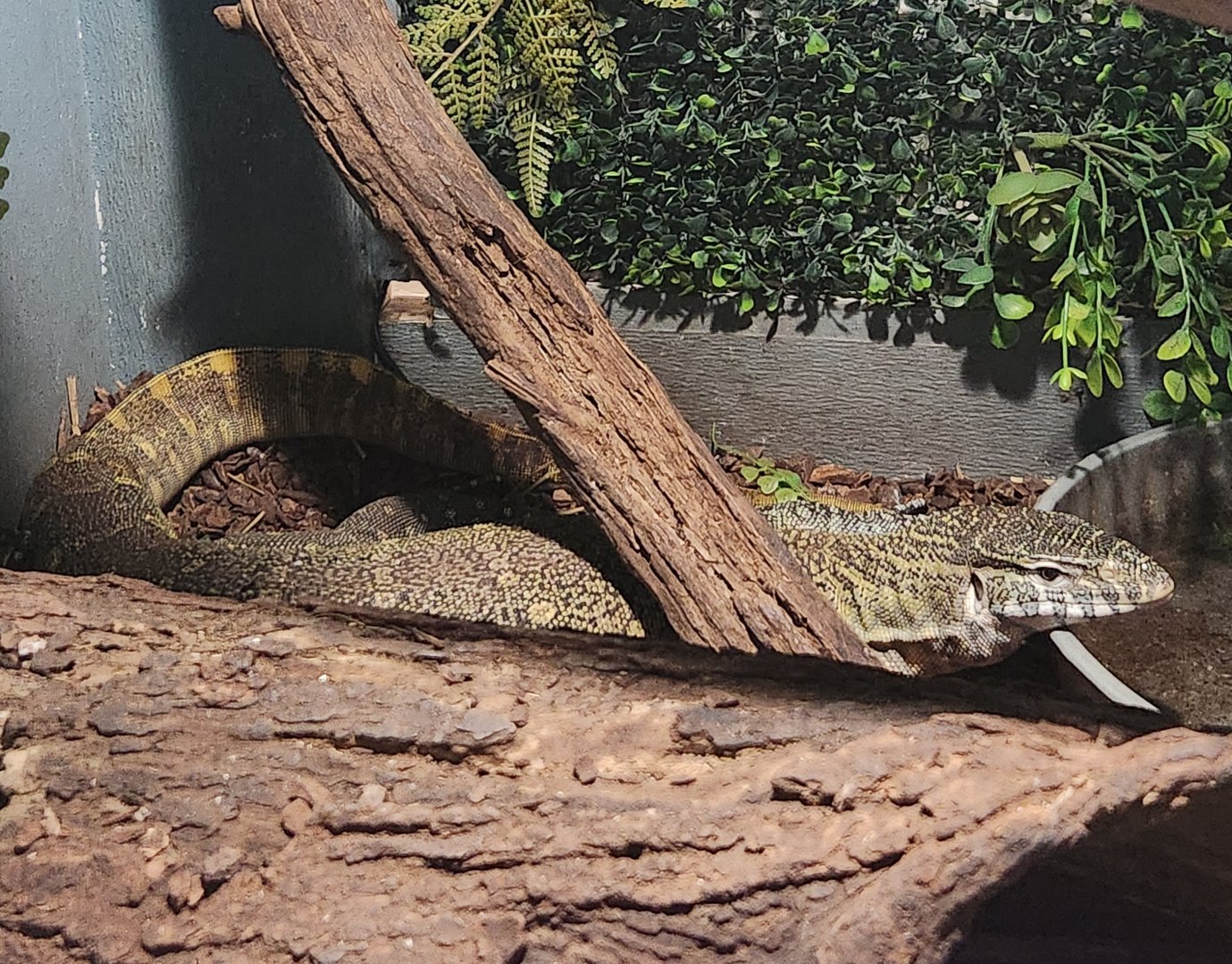 Monitor ID (Nile Monitor?)