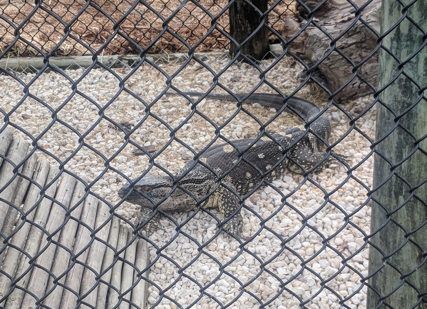 Monitor ID - White-throated Monitor?