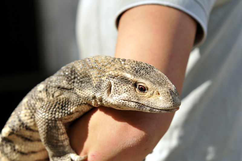 Monitor-Lizard at Twin Vally Zoo