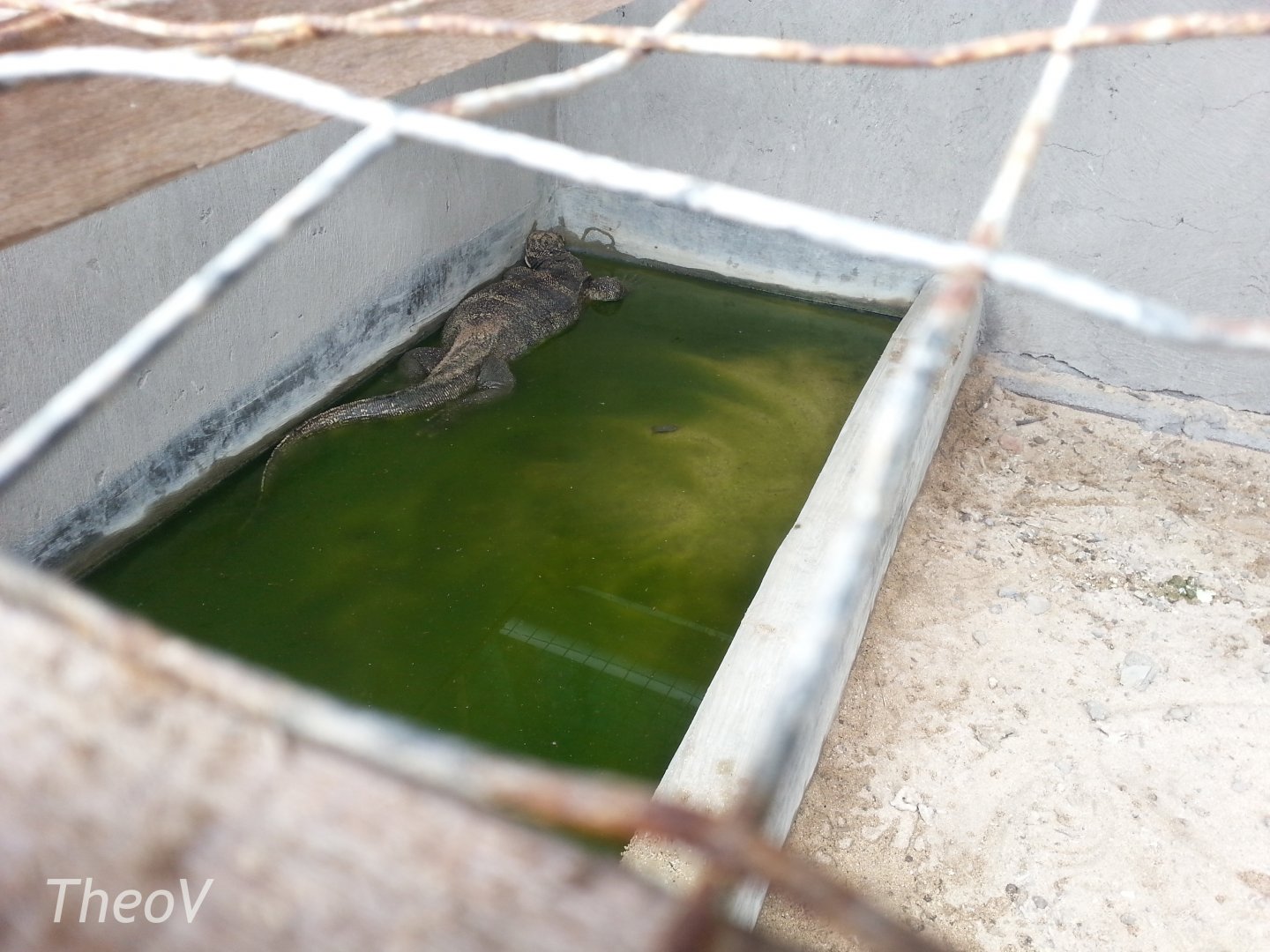 Monitor lizard - Bali Turtle Conservation Farm [2014]