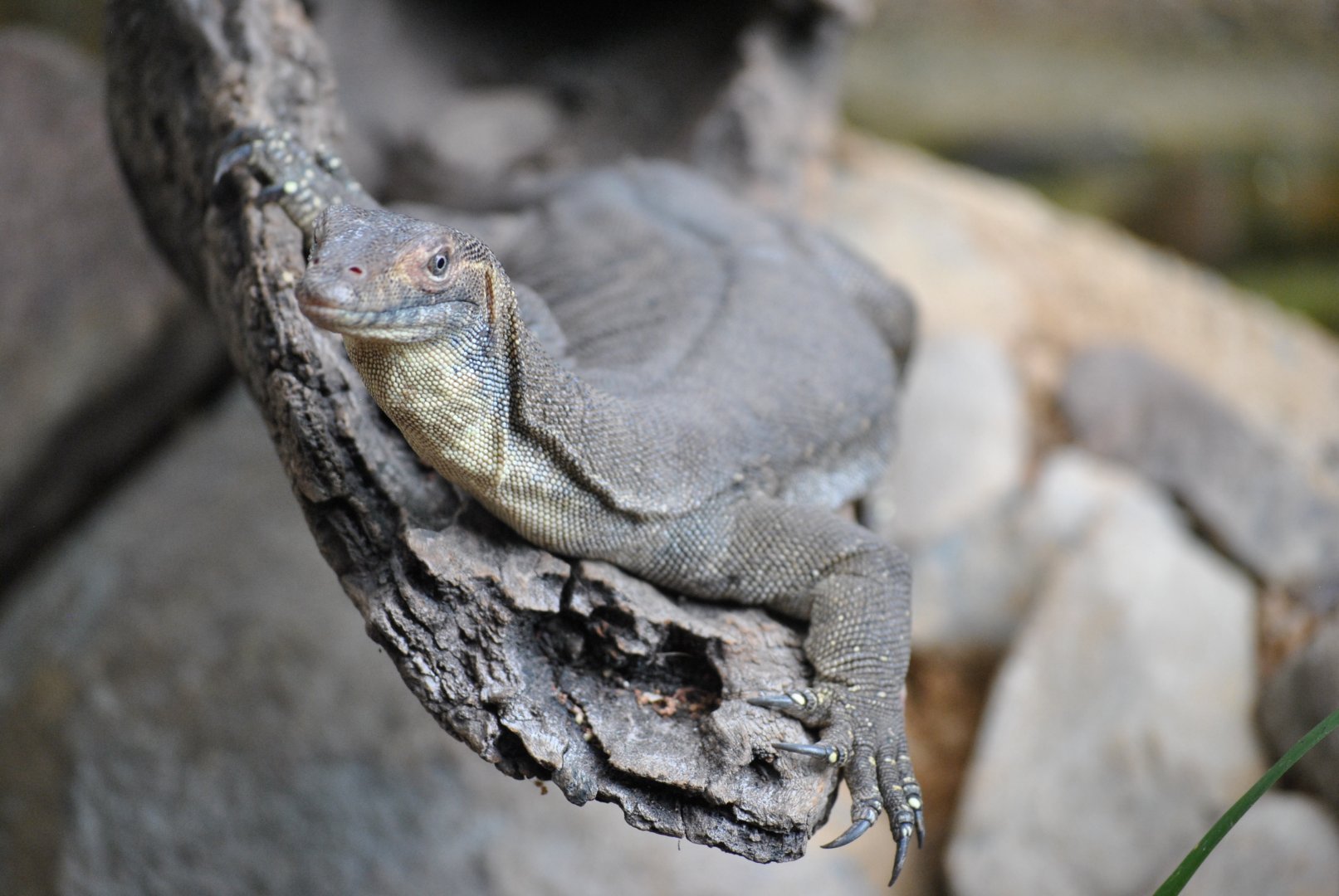 Monitor Lizard, Cairns Tropical Zoo, 2015
