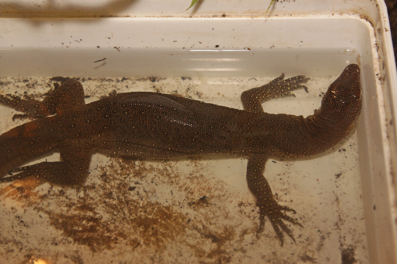 Monitor Lizard from Terarium Praha - ID please