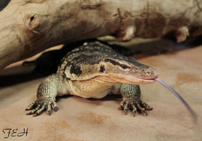 monitor lizard showing tongue