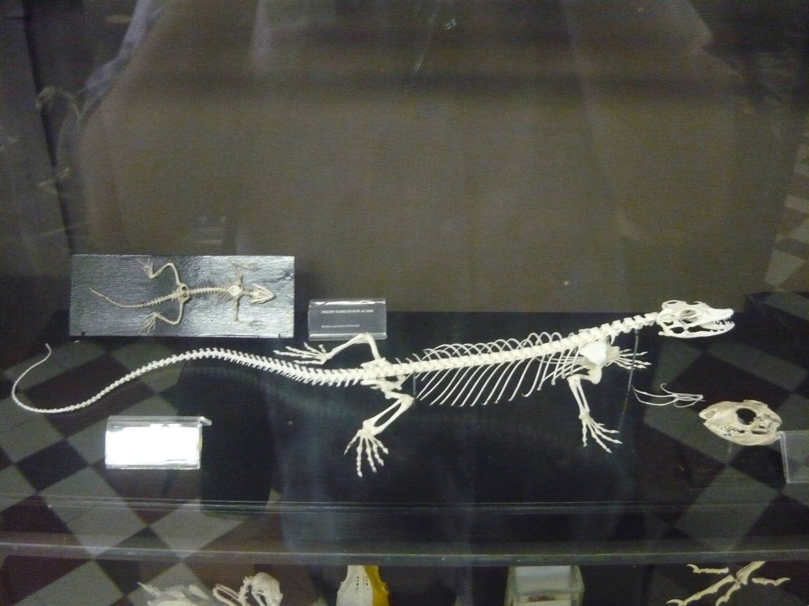 Monitor lizard skeleton