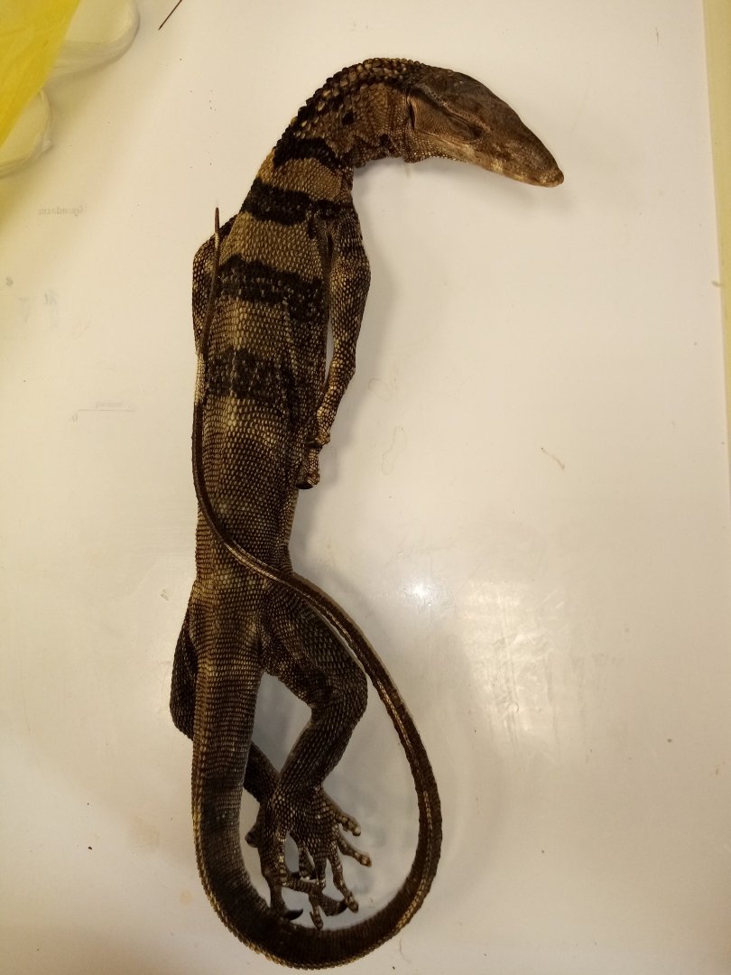 Monitor lizard specimen ID