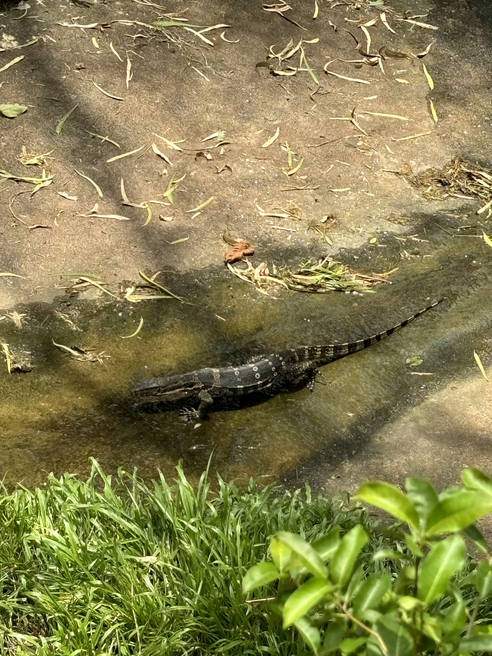Monitor Lizard - wild