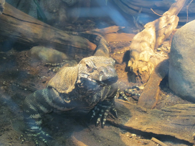 Monitor Lizard