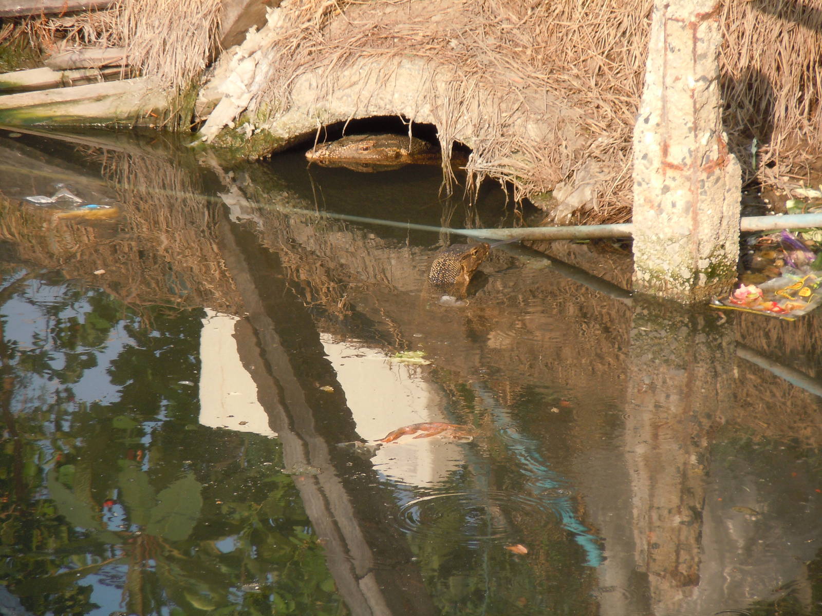 Monitor Species? - Chao Phraya Estuary