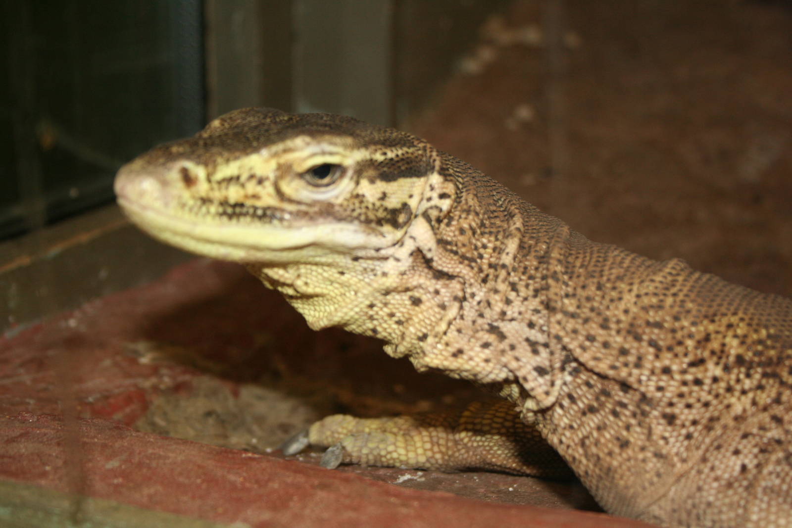 Monitor spp. Cotswolds 06