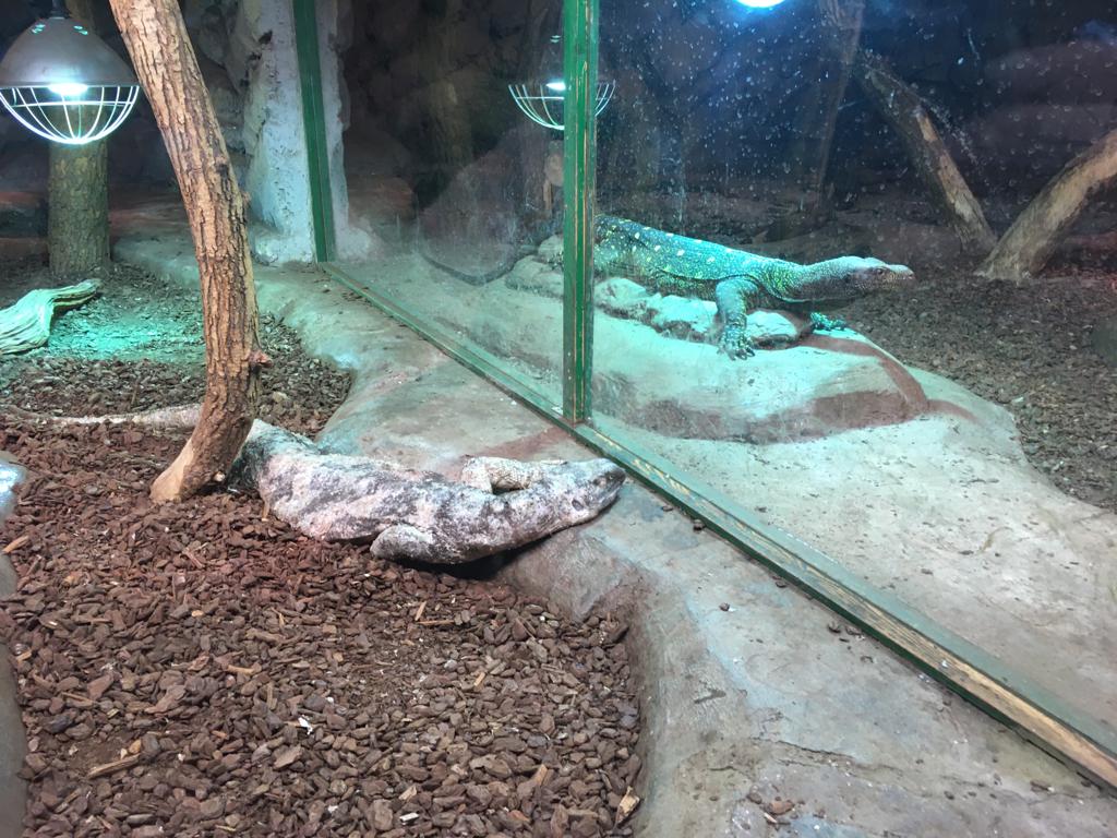 Monitor (Varanus) with really bad skin disease