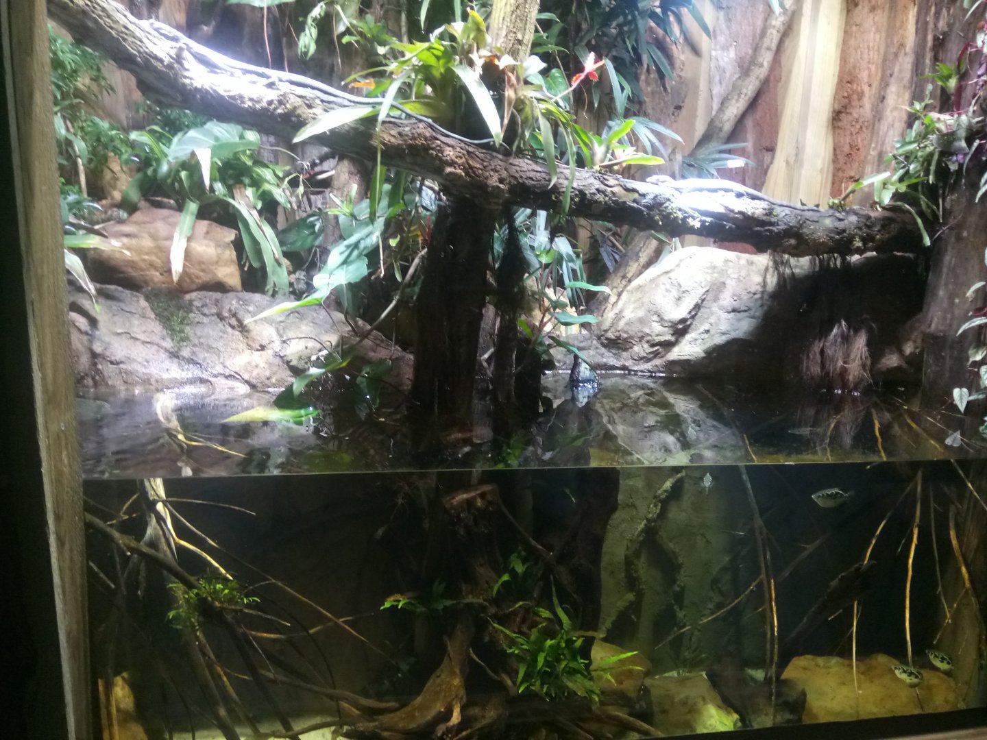 Monitors - Turtles and Fisch Aqua-terrarium