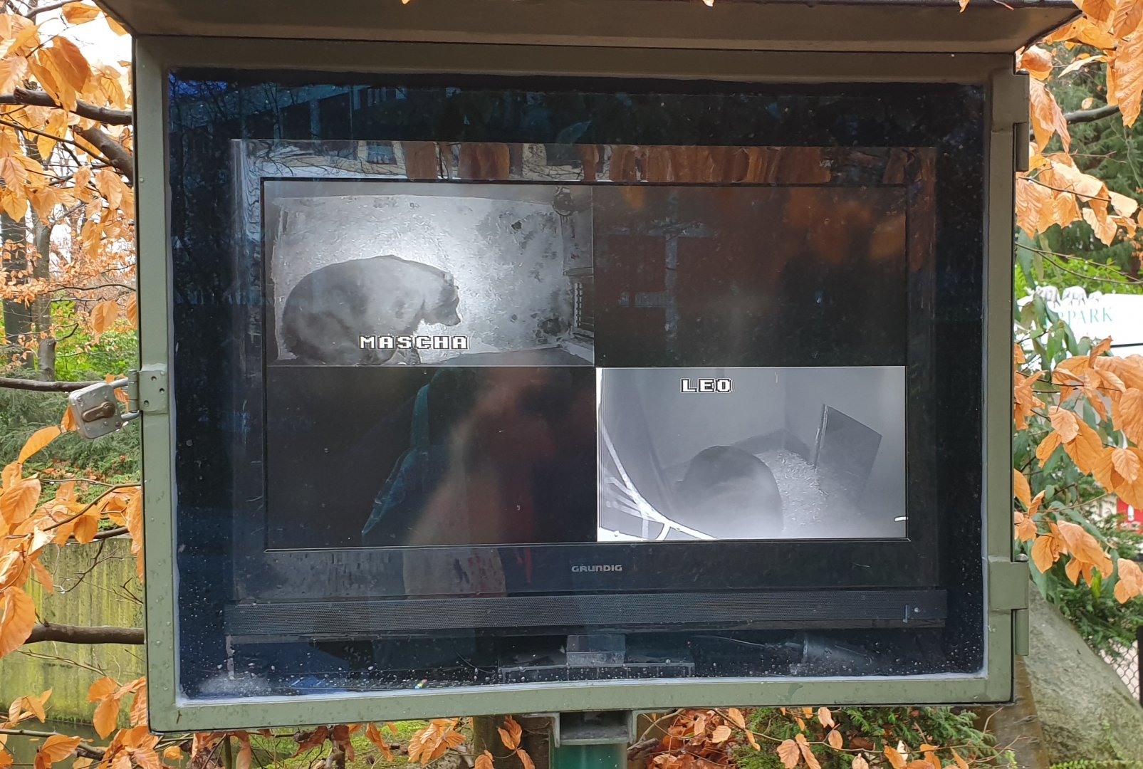 Monitors with hibrinating Kamchatka brown bears