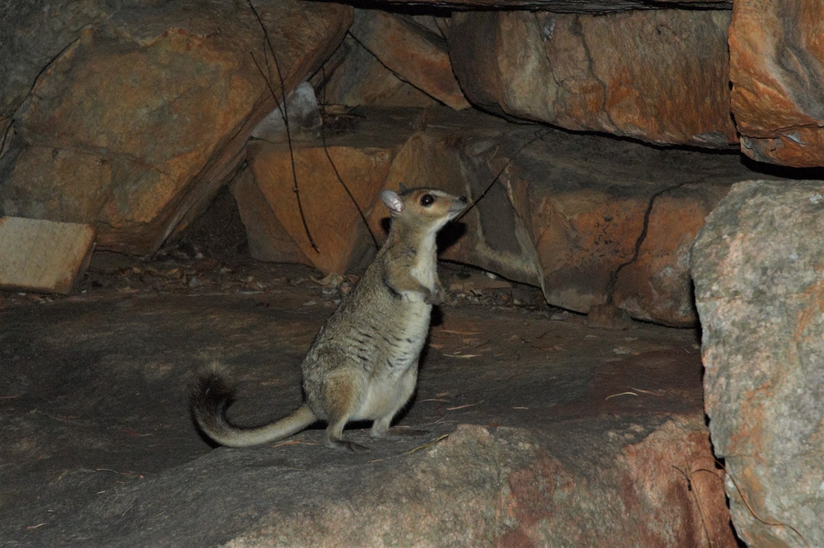 Monjon (Petrogale burbidgei)