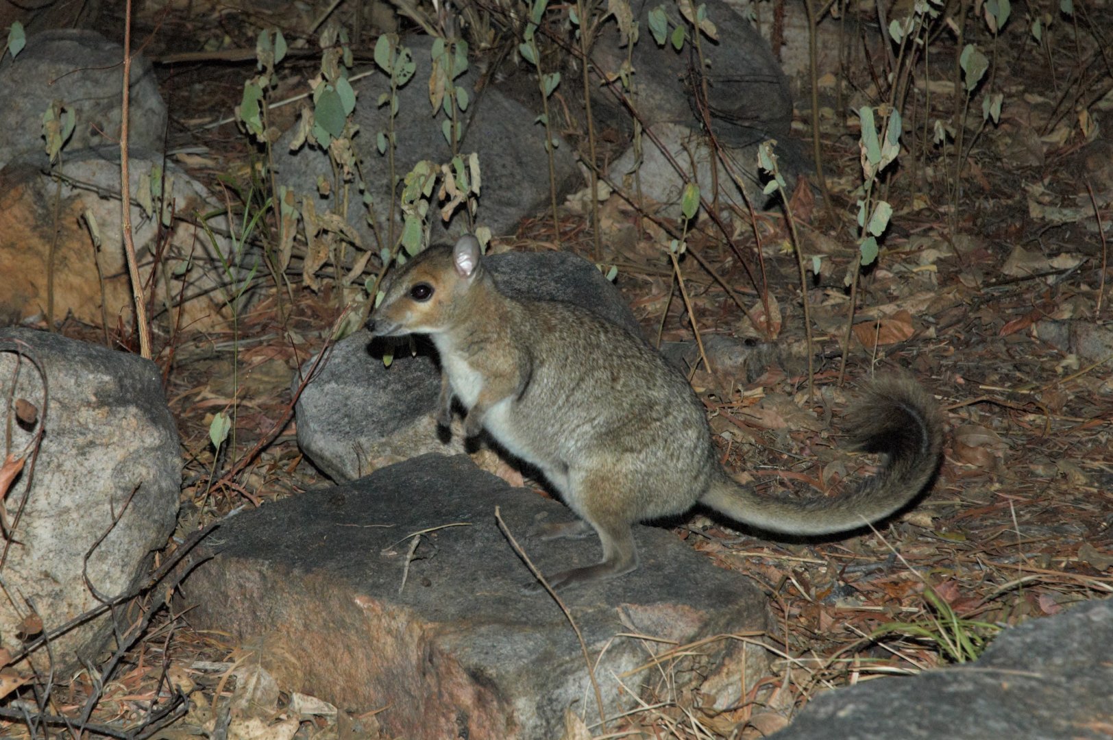 Monjon (Petrogale burbidgei)