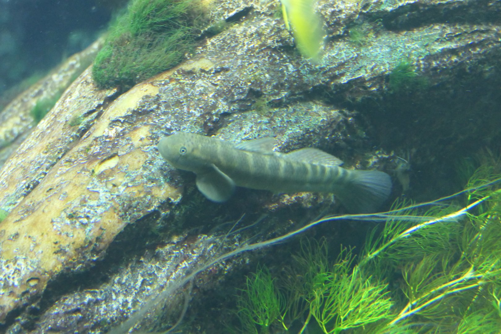 Monk Goby (Sicyopterus japonicus)