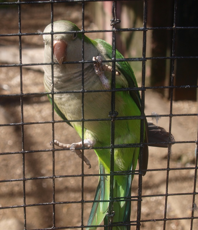Monk parakeet (April 19th, 2015)