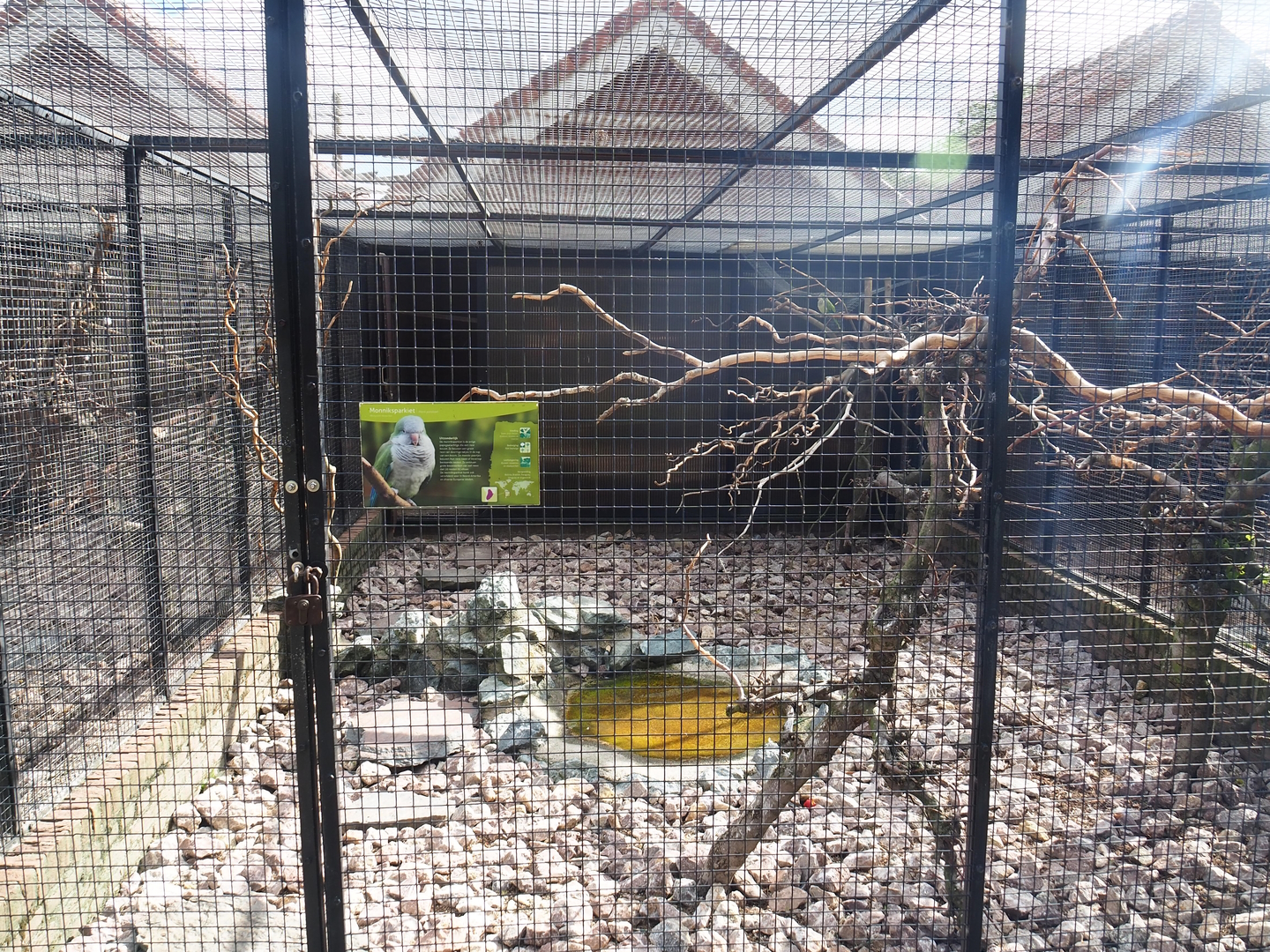 Monk parakeet aviary, 2022-08-28